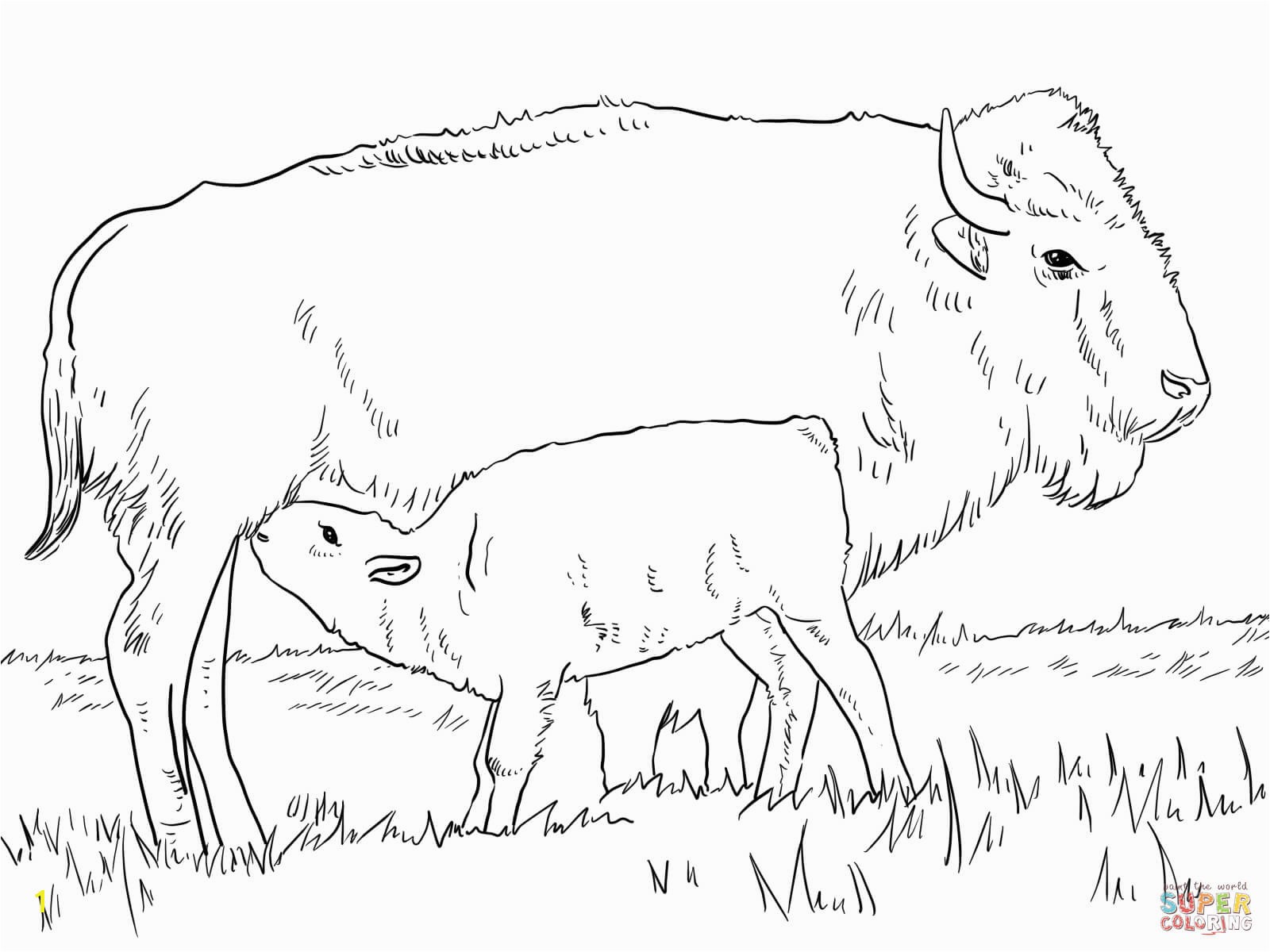 American Bison Coloring Page Realistic American Bison Coloring Page