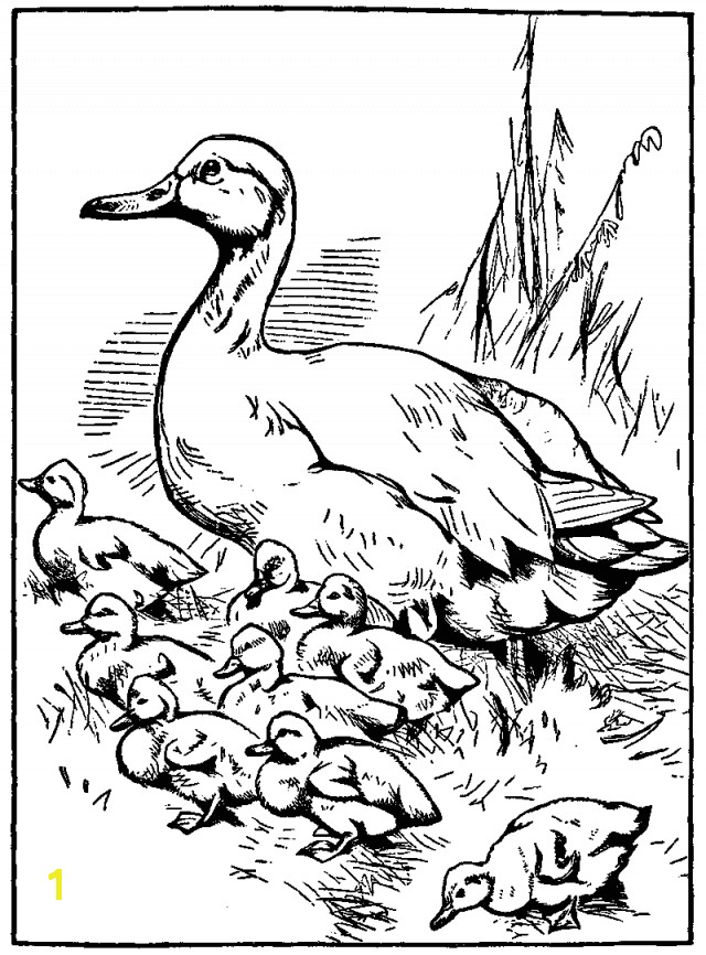 Printable mother duck and baby ducklings coloring page