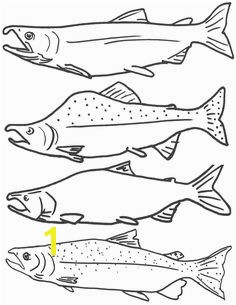 Chinook Salmon Coloring Page 157 Best Native Salmon Images On Pinterest