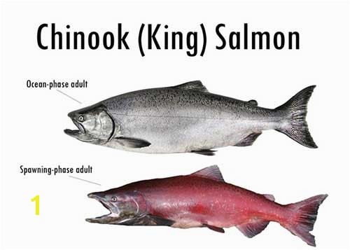 Chinook Salmon Coloring Page Alaska S Five Species Of Pacific Salmon Alaska Department Of Fish