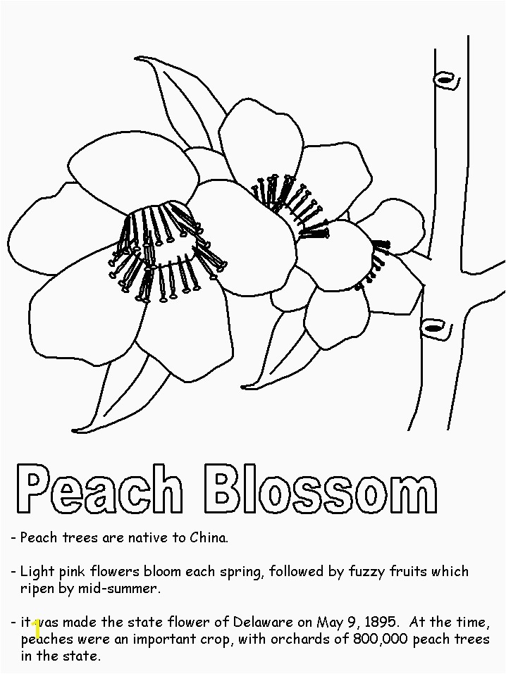 Delaware State Flower Coloring Page State Birds Coloring Pages Delaware State Flower Coloring Page Fresh