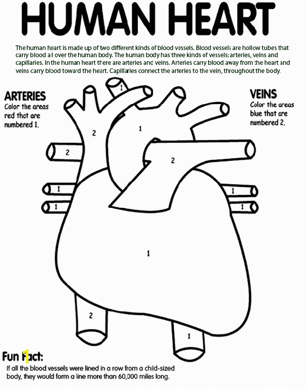 Human Heart Coloring Pages Printable Human Heart Coloring Page Awesome Tells Kids What Part to Color