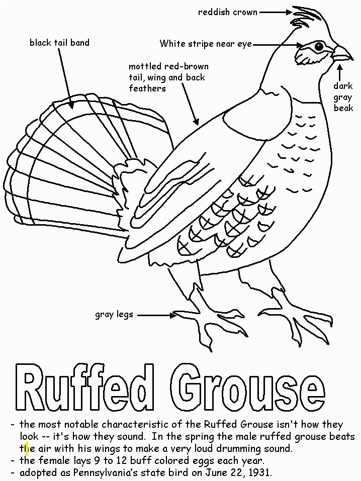Ruffed Grouse Coloring Page Ruffed Grouse for Pa History Lapbook Homeschool Stuff