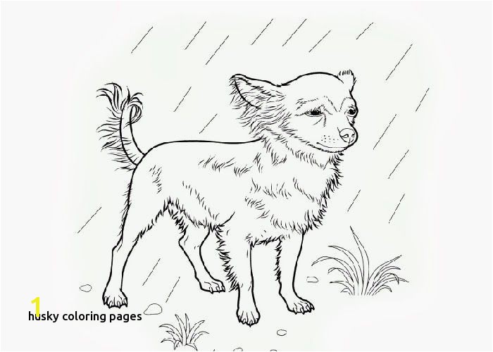 Chihuahua Coloring Pages Unique Beverly Hills Chihuahua Coloring Pages for Husky Coloring Pages Chihuahua Coloring