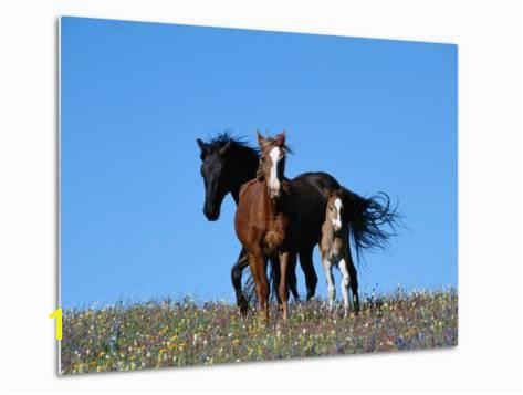 A View of Wild Horses in a Field of Wildflowers graphic Print by Raymond Gehman at AllPosters