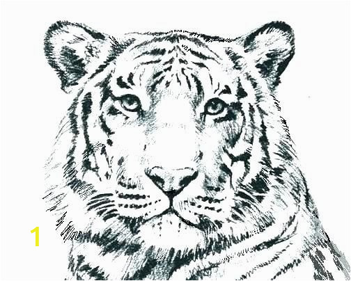 Big Cat Coloring Pages Wild Cat Coloring Pages G4674 Realistic Cat Coloring Pages