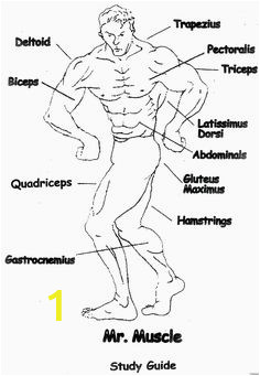 Muscular System Coloring Page 525 Best Example Family Coloring Pages Images