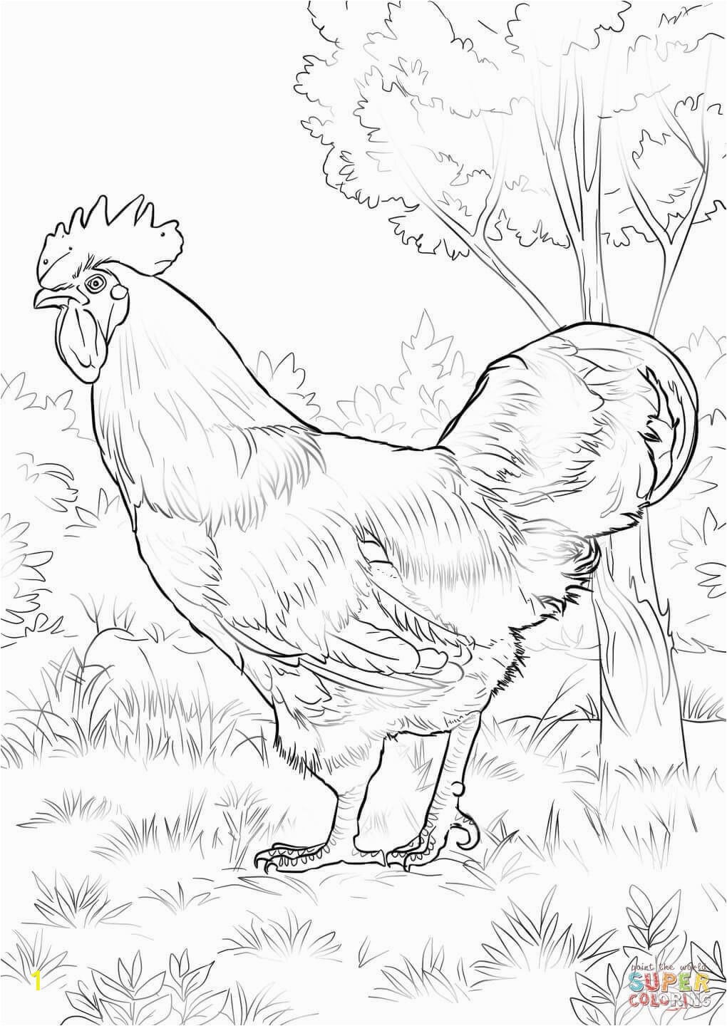 Printable Rooster Coloring Pages Rhode island Red Rooster Coloring Page