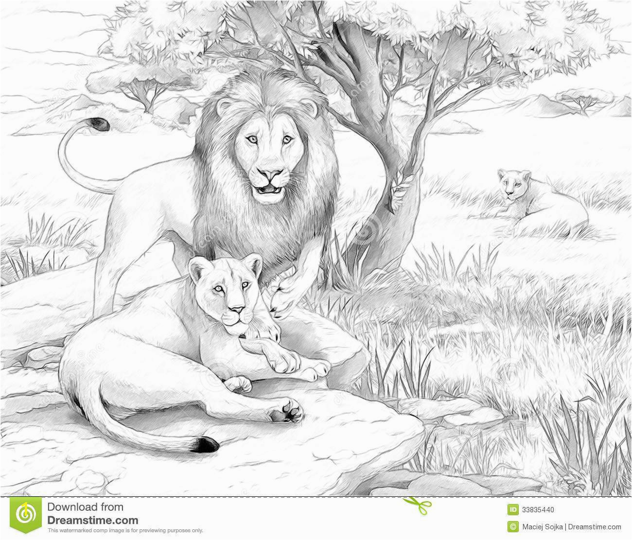 f619bc760bc498ac0d1c edcea84 now printable lion pictures real animals coloring pages for kids 1300 1111