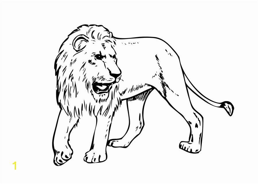 Realistic Lion Coloring Pages Lion Free Pritout