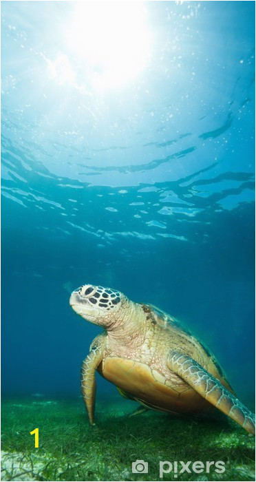 wall murals sea turtle deep underwater