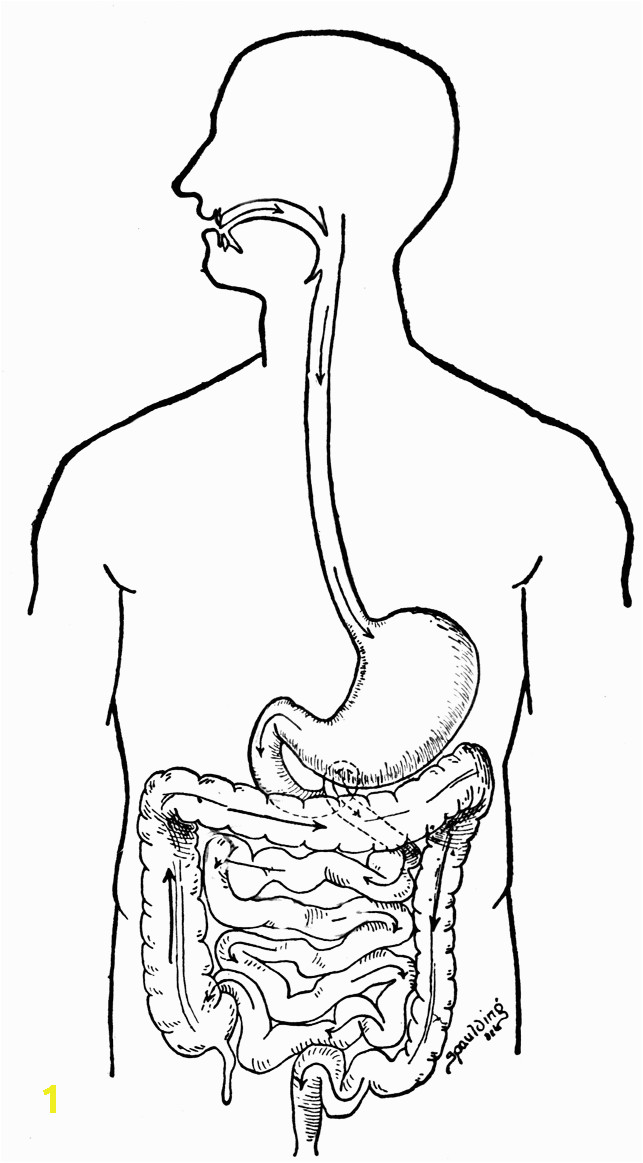 Digestive System Coloring Page for Kids Digestive System Coloring Page Coloring Pages for Kids