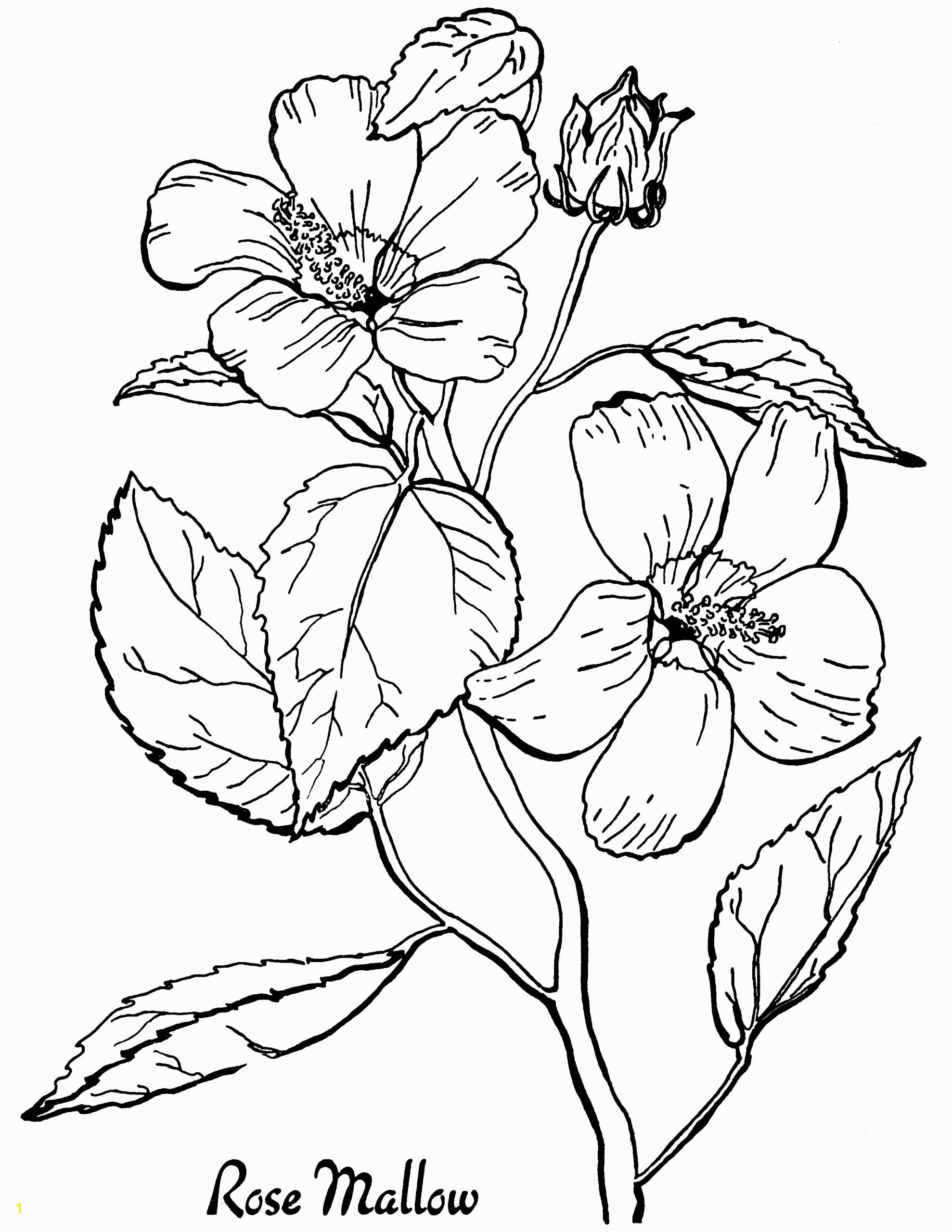 Free Online Coloring Pages for Adults Flowers Free Roses Printable Adult Coloring Page the Graphics Fairy
