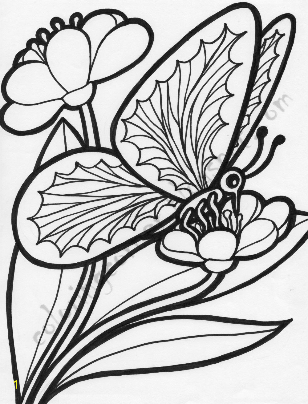 butterfly on flower drawing