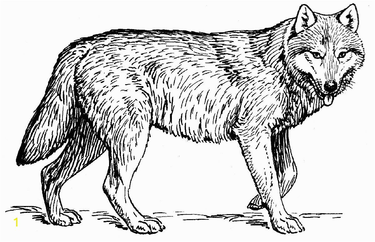 Wolf Coloring Pages to Print Out Wolves for Coloring