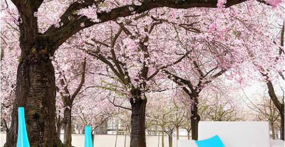 3d Cherry Blossom Wall Mural Custom Romance Pink Flower Tree 3d Wall Papers Cherry Blossom Wallpaper Murals for Tv Backdrop Wedding Room Papel De Parede Wallpaper A Desk Wallpaper