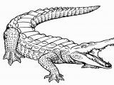 Aligator Coloring Pages Free Printable Alligator Coloring Pages for Kids