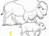 American Bison Coloring Page 285 Best Coloring Pages Images On Pinterest