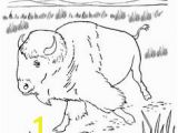 American Bison Coloring Page 43 Best Bison Images On Pinterest