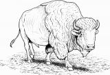 American Bison Coloring Page Free Buffalo and Bison Coloring Pages