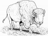American Bison Coloring Page Free Buffalo and Bison Coloring Pages