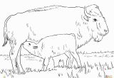 American Bison Coloring Page Realistic American Bison Coloring Page