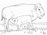 American Bison Coloring Page Realistic American Bison Coloring Page