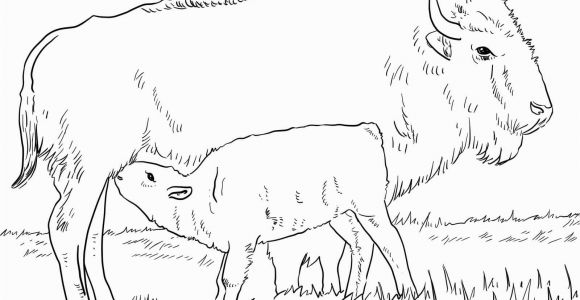 American Bison Coloring Page Realistic American Bison Coloring Page