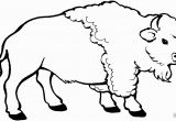 American Bison Coloring Page Young Bison Coloring Page