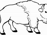 American Bison Coloring Page Young Bison Coloring Page