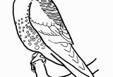 American Kestrel Coloring Page American Kestrel American Kestrel Coloring Pages 4