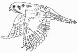 American Kestrel Coloring Page American Kestrel American Kestrel Coloring Pages 4