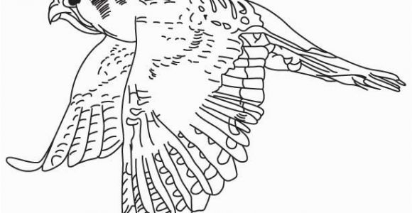 American Kestrel Coloring Page American Kestrel American Kestrel Coloring Pages 4