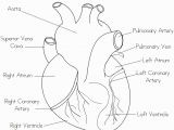 Anatomical Heart Coloring Pages Human Heart Coloring Page