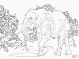 Asian Elephant Coloring Page Adult Elephant Coloring Pages