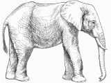 Asian Elephant Coloring Page Elephant Printable Bire 1andwap