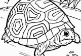 Baby Turtle Coloring Pages Malvorlage Schildkröte