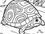 Baby Turtle Coloring Pages Malvorlage Schildkröte