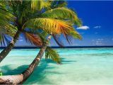 Beach Scene Murals Walls Tropical Beach Wall Mural