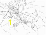 Bearded Dragon Coloring Pages the 181 Best Bearded Dragon Images On Pinterest In 2018