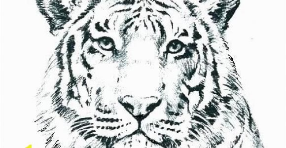 Big Cat Coloring Pages Wild Cat Coloring Pages G4674 Realistic Cat Coloring Pages