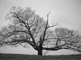 Black and White Tree Wall Mural Old Tree Black and White Wallpapers Hd
