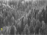 Black and White Tree Wall Mural Trees From Above Blackwhite Wall Mural