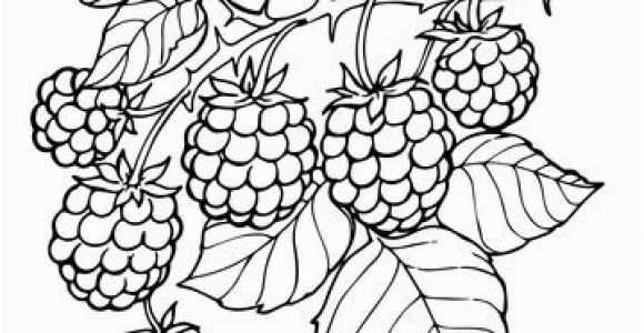 Blackberry Coloring Page Blackberry Branch Coloring Page From Blackberry Category Select