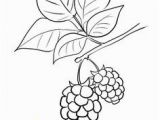 Blackberry Coloring Page Corn Coloring Page Coloring Pages for Free