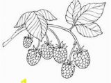 Blackberry Coloring Page Pin by Jane Ertman On Ideas for Dolls Pinterest