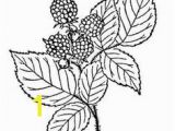 Blackberry Coloring Page Printable Strawberry Coloring Page Free Pdf at