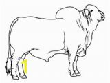 Bucking Bull Coloring Pages Coloring Pages