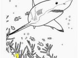 Bull Shark Coloring Page 233 Best Kk Sharks Images In 2019