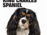 Cavalier King Charles Spaniel Coloring Page Cavalier King Charles Spaniel by Dog Fancy Magazine